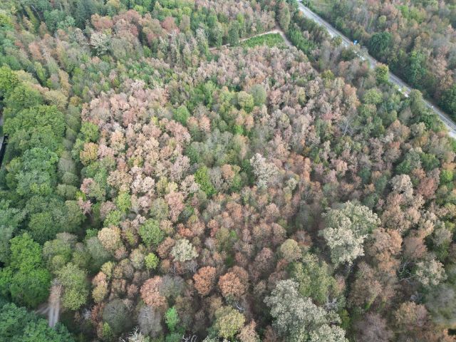 Trockenheit im Hardwald (Foto: Christian Kleiber)