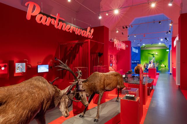 rot und grün gefärbte Museumsräumlichkeiten, im Vordergrund zwei ausgestopfte Hirsche im Kampf