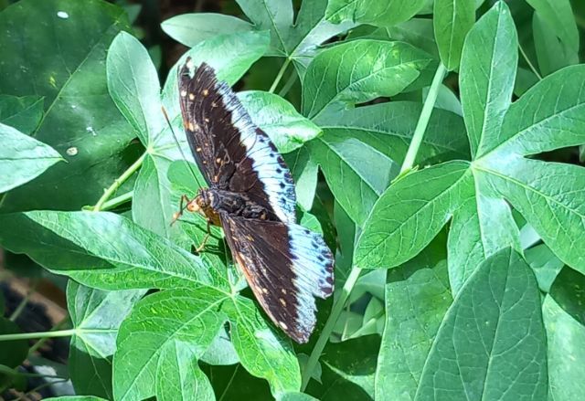 Ein Schmetterling mit schwarz-blauen Flügeln sitzt auf grünen Blättern