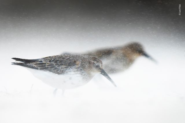 Stehende Vögel in Schneesturm