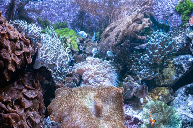 Man sieht eine Vielfalt an Korallen in einem Aquarium.