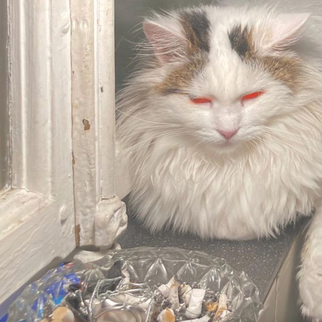 Fotografie zeigt Katze mit rot bearbeiteten Augen vor Aschenbecher.