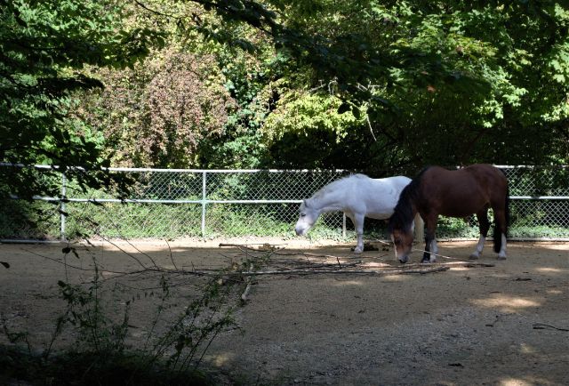 Auf dem Bild ist ein Zoogehege mit einem braunen und einem weissen Pony darin zu sehen.