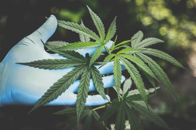 Eine Hand mit medizinischen Handschuhen hält eine Cannabispflanze.