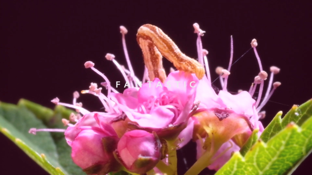 blumenblüte und ein insekt - in der mitte das wort fantastic