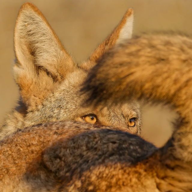 A Tale of Two Coyotes von Parham Pourahmad