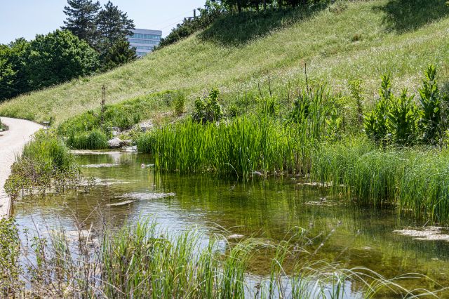 Ein natürliches Bachbett mit Schilf und Wasserpflanzen, im Hintergrund urbane Andeutung