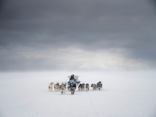 Der Hundeschlitten auf dem Eis, Foto Markus Bühler