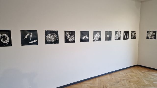 An einer weissen Wand hängen quadratische Bilder: Der Hintergrund ist jeweils schwarz, darauf zu sehen sind Gebilde aus Tusche und Acryl in Graustufen, welche an Mikroorganismen erinnern.
