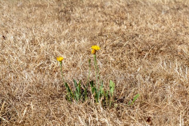 Löwenzahn auf einer trockenen Wiese