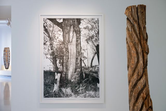 Thulu Baum (deutsch. Baum der Vorfahren) aus Kamilaroi, Australien Jrg. 1940
