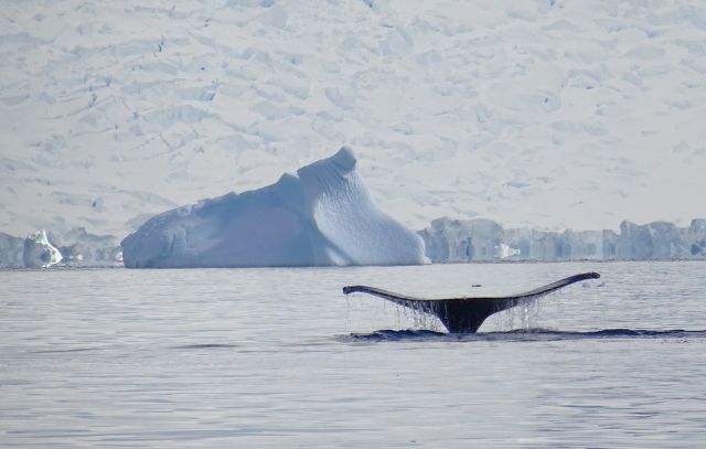 Wal in der Arktis