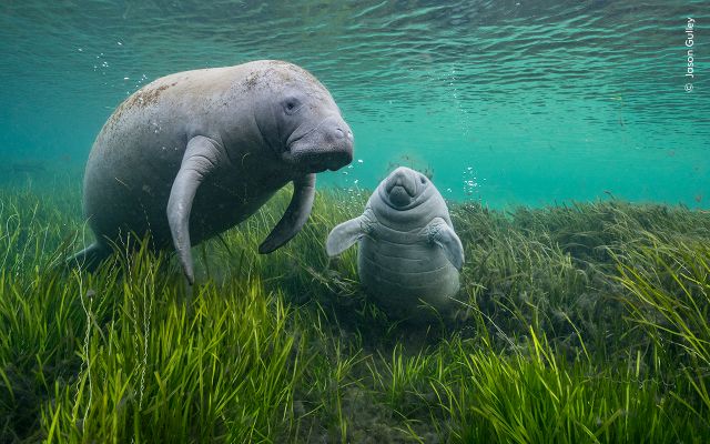 Zwei Seekühe unter Wasser im grünen Seegras